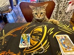 猫端会議へどうぞ❣️