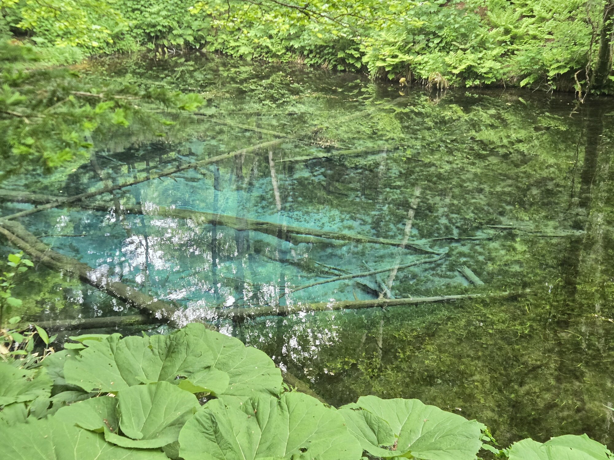神の子池が綺麗