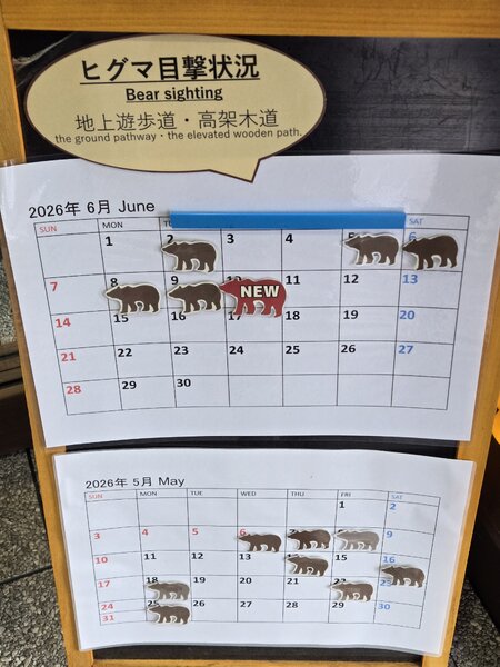 ヒグマの目撃情報