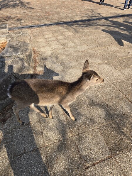 シカさんもいます